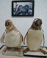 pinguins